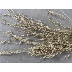 Bromus Wild Puder, 100 gr. 