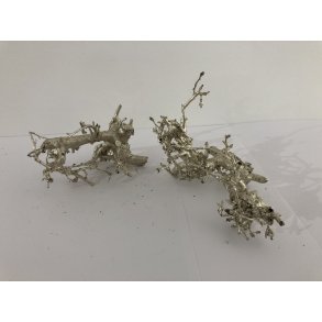 Buchie Bonsai Platin