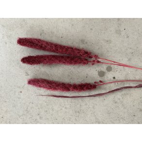 Setaria Pink 100 gr. 