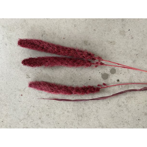 Setaria Pink 100 gr. 