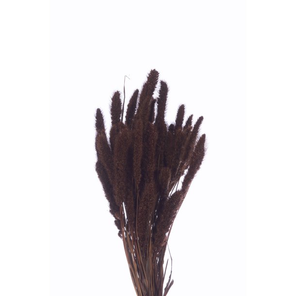 Setaria  (Marone) 100 gr