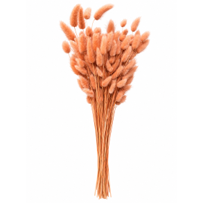 Lagurus Nicciola, 100 gr. 