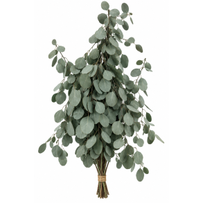 Populus green 150 gr.