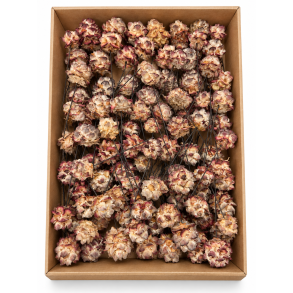 Pubescens p� tr�d natur 100 stk.