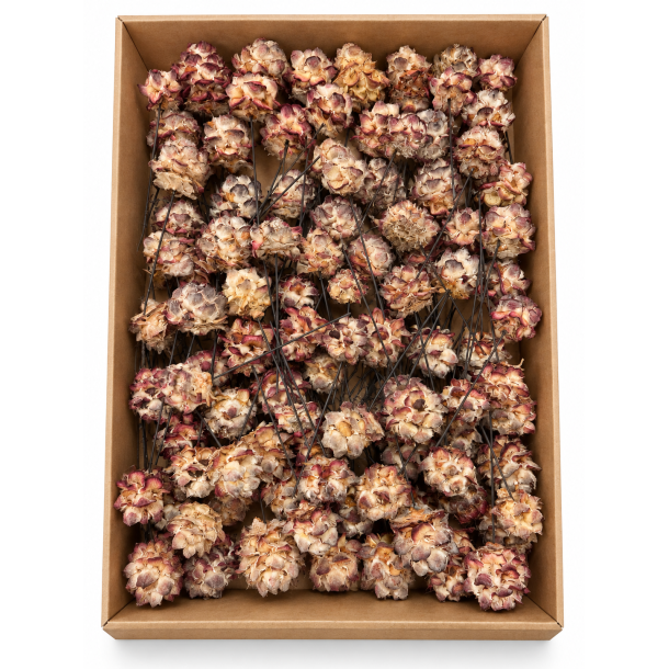 Pubescens p� tr�d natur 100 stk.