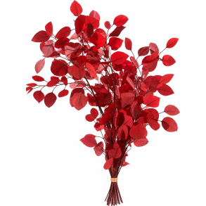 Populus red 150 gr.