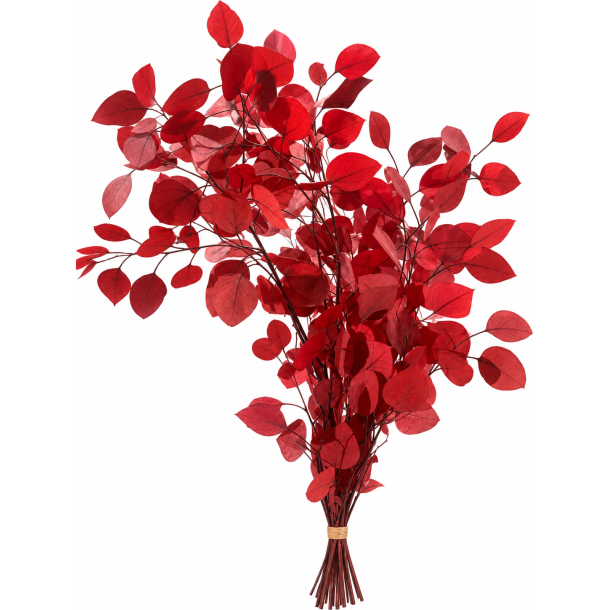 Populus red 150 gr.