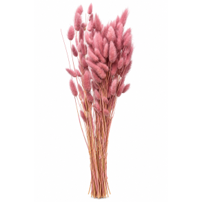 Lagurus Warm Gr� Rosa, 100 gr. 
