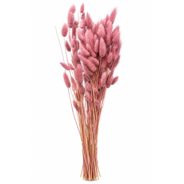 Lagurus Warm Gr� Rosa, 100 gr. 
