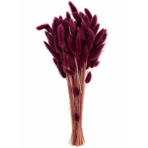 Lagurus Plaume