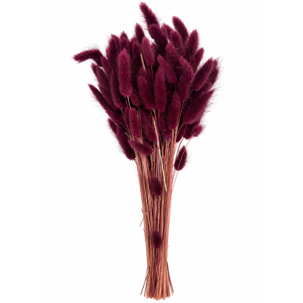 Lagurus Plaume