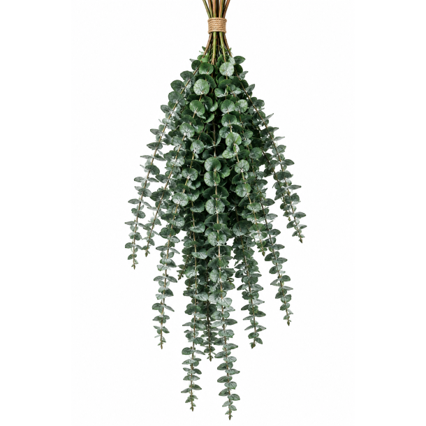 Eucalyptus babyblue 150 gr.