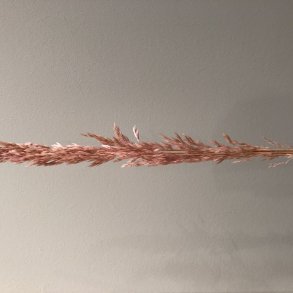 Ampelodesma 400 gr. Rosa