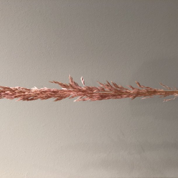 Ampelodesma 400 gr. Rosa