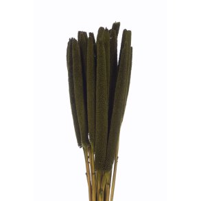 Balaba Verde Oliva, 20 stk.