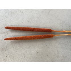 Balaba Terracotta, 20 stk