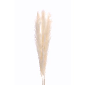 Dang Pampas Hvid pr. stk 