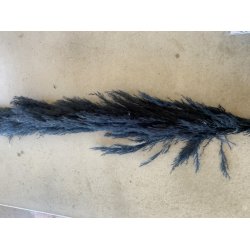 Dang Pampas Sort pr. stk 