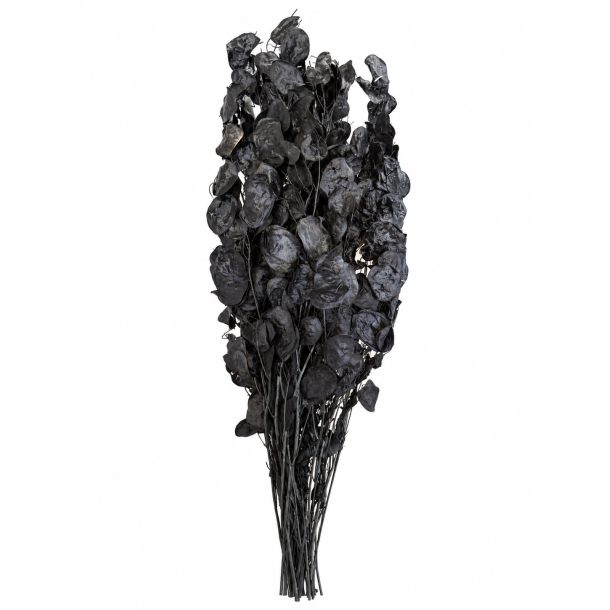 Lunaria Sort, 100 gr. 