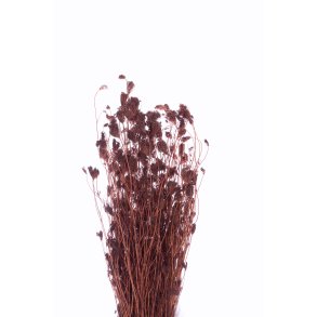 Finocchiozweige Burnt Hena 