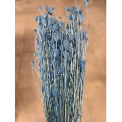 Finocchio Wild Parsian Blue 500 gr.