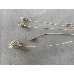 Finocchiozweige Platin, 400 gr. 