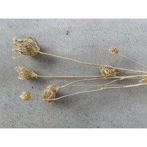 Finocchiozweige. Guld, 400 gr. 