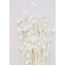 Florentiner Branche Hvid, 250 gr. 