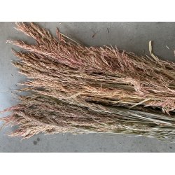 Wild Bromus Svovlet Rosa ca. 500 gr