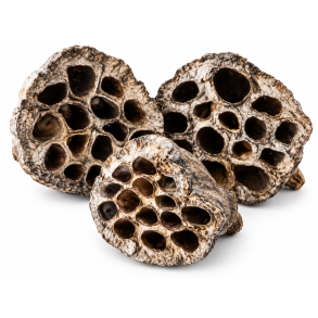Lotus Pod 6-8 cm Silver Wash 50 stk