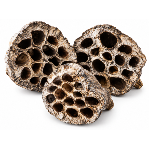 Lotus Pod 6-8 cm Silver Wash 50 stk