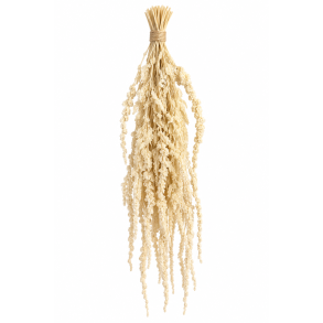 Amaranthus H�ngende Hvid 