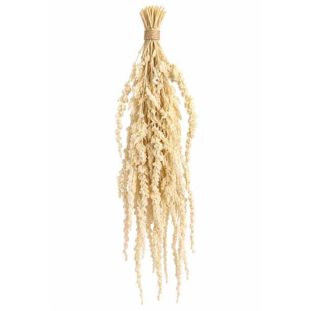 Amaranthus H�ngende Hvid 