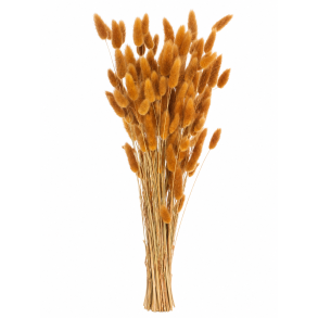 Lagurus Cognac, 100 gr. 