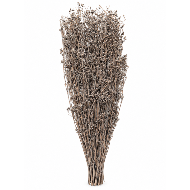 Parsi gr�s Gray, 60 cm, 150 gr. 