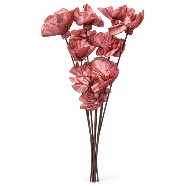 Shola Nayan flower 12 stk rosa