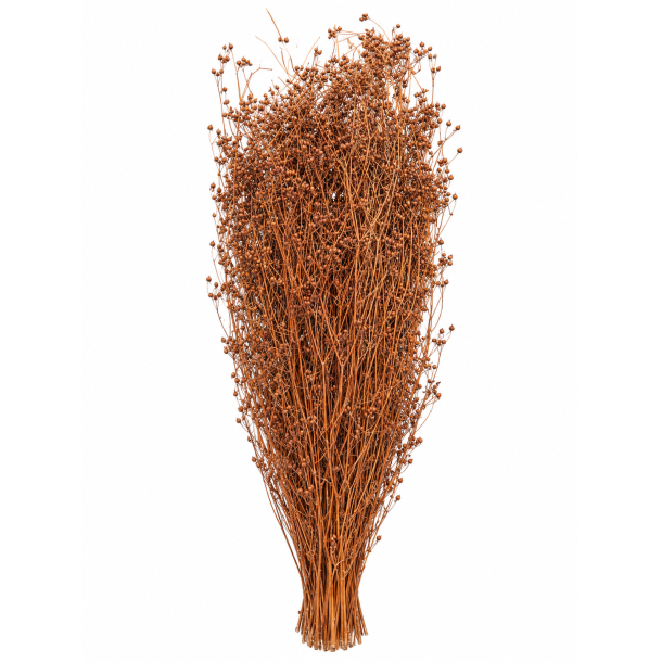 Parsi gr�s Terracotta 60 cm , 150 gr. 