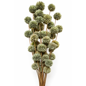 Ting shola kadam D 4 cm L 70 cm