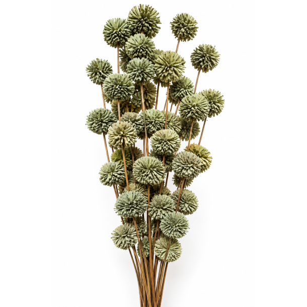 Ting shola kadam D 4 cm L 70 cm