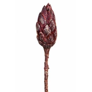 Repens Fuchsia Metalic, 14 stk