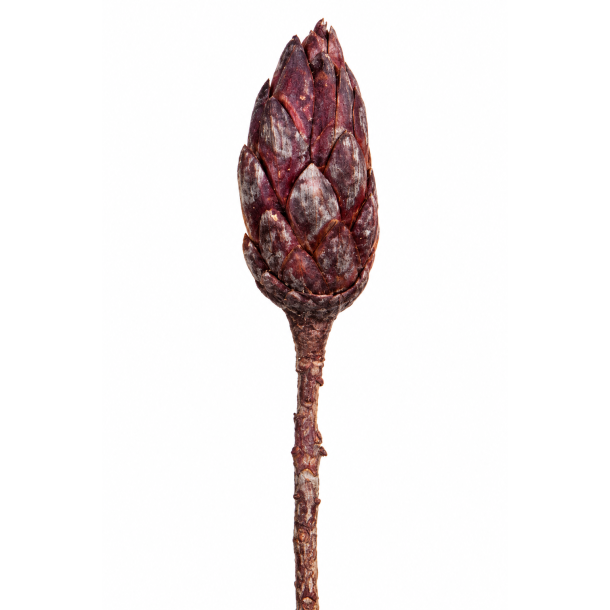 Repens Fuchsia Metalic, 14 stk