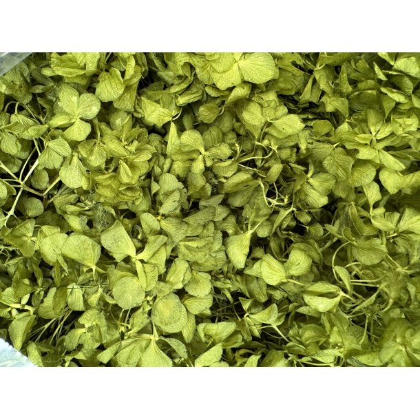 Hortensia green