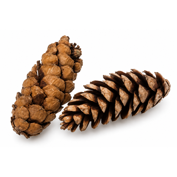 Strobus weymuth, 2 kg. lackiert