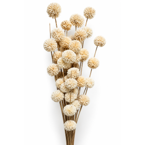 Ting shola kadam D 4 cm L 70 cm