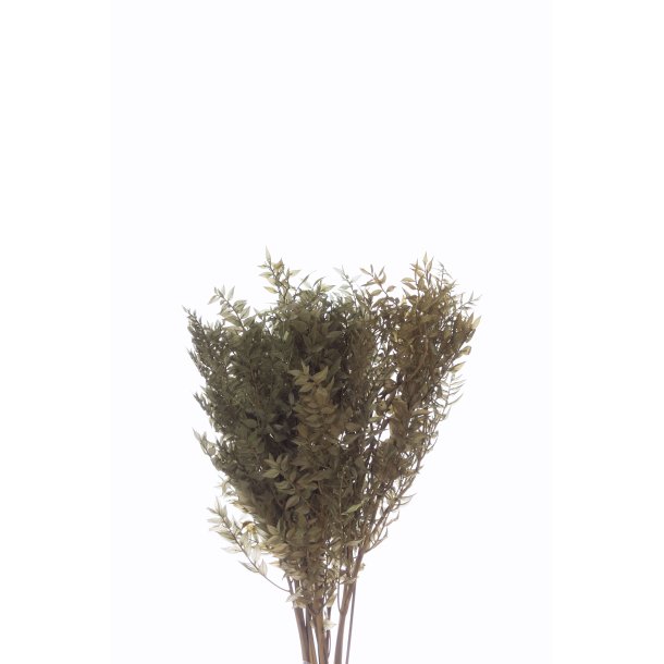 Ruskus Military Olive