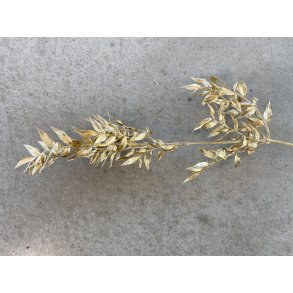 Ruskus Guld 400 gr. 