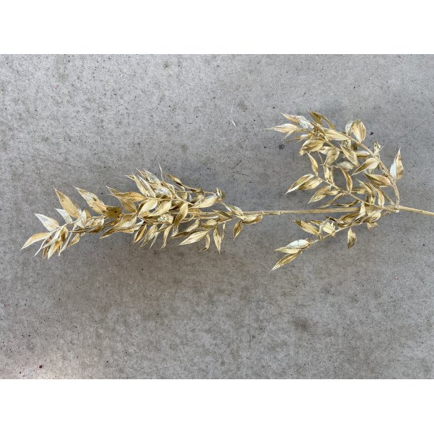 Ruskus Guld 400 gr. 
