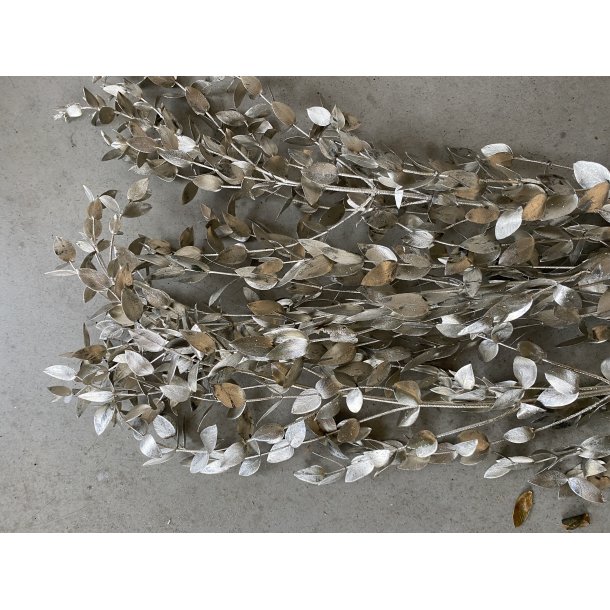 Eucal. Paruifolia Platin, 250 gr. 