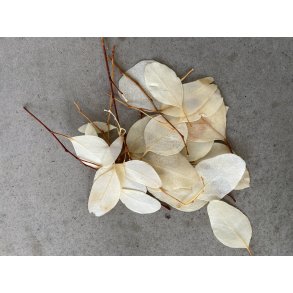 Populus Euc. Hvid 150 gr. 