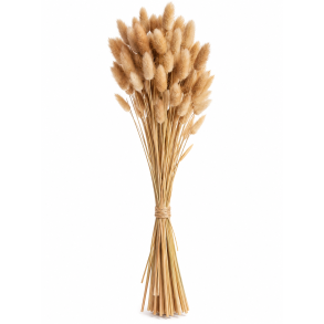 Lagurus Natur